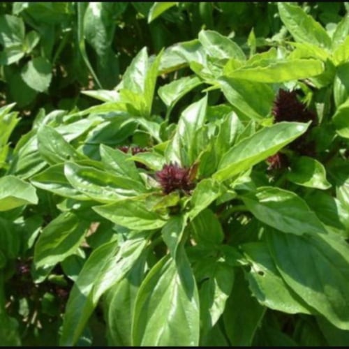 جملة 2000 بذرة من الريحان الحساوي المشموم الحساوي