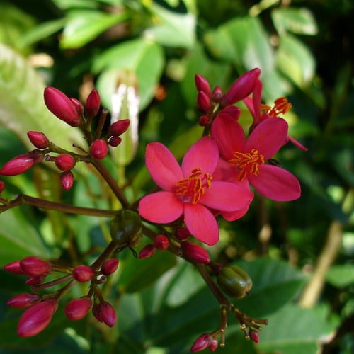 جملة 200 بذرة من بذور شجرة الجاتروفا الحمراء