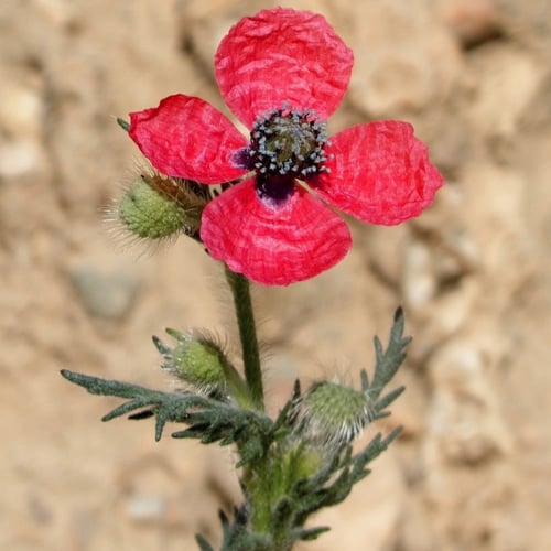 بذور الديدحان البري النادر