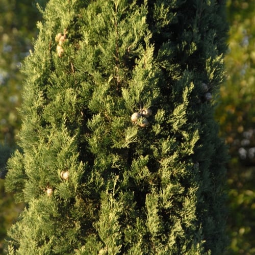 بذور شجرة السرو الايطالي العملاق