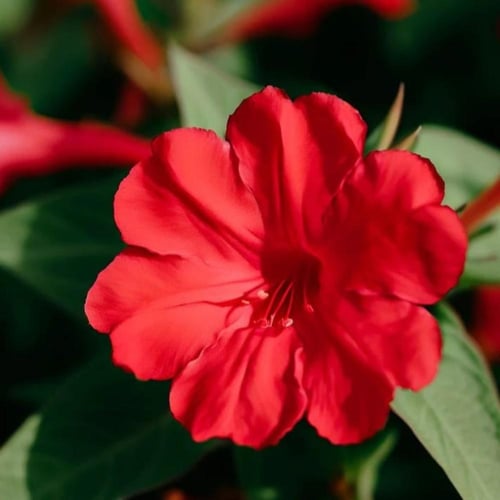 بذور زهرة الساعة الرابعة احمر - شب الليل