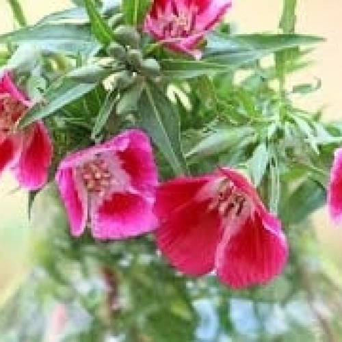 بذور زهرة وداع الربيع كلاركيا