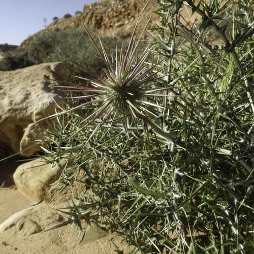 بذور عشبة شوكة الجمل البرية