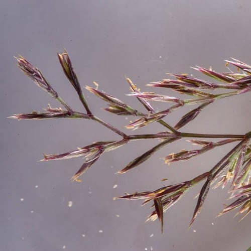 بذور الصميما - الزريع البرية