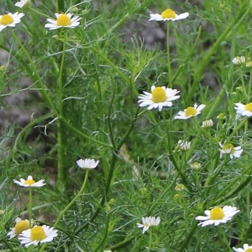 بذور بابونج أوروبي