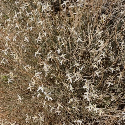 بذور الجريبا شجيرة الحمأة او الحمة البرية