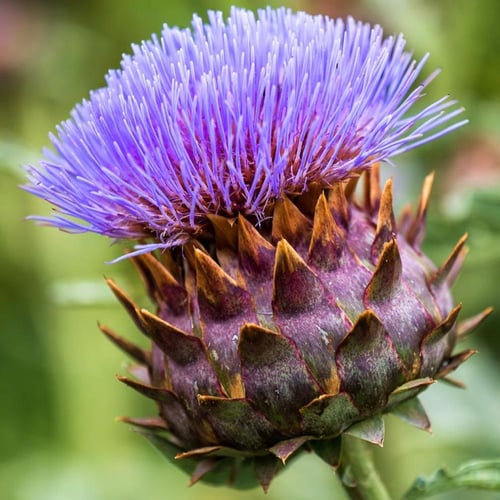 بذور الخرشوف