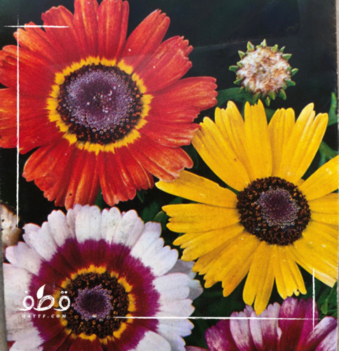 جملة بذور الاقحوان اراولا