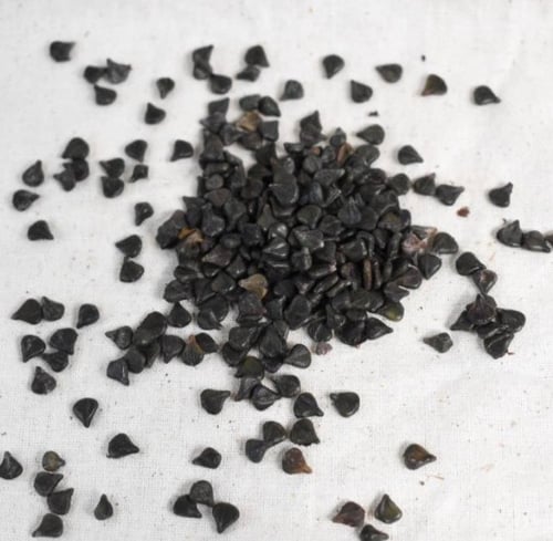 بذور كاسيا الاتا شمعدان