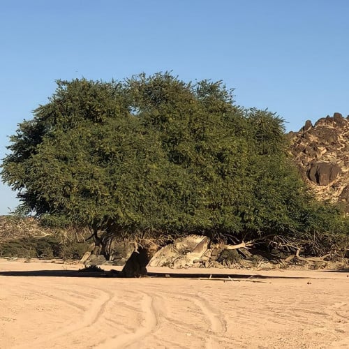 بذور شجرة السنط الابيض النادر