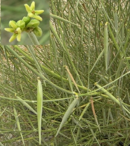 جملة بذور شجرة المرخ العطرية