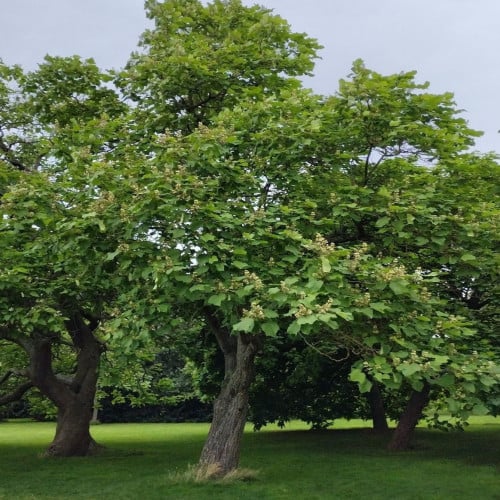 بذور شجرة كاتالبا أوفاتا الصفراء