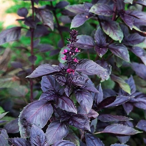 بذور ريحان الروبين الأحمر للطعام