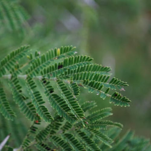 بذور الطلح العراقي - النجفي