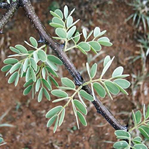 جملة بذور طلح الضبة العسلي بالوزن
