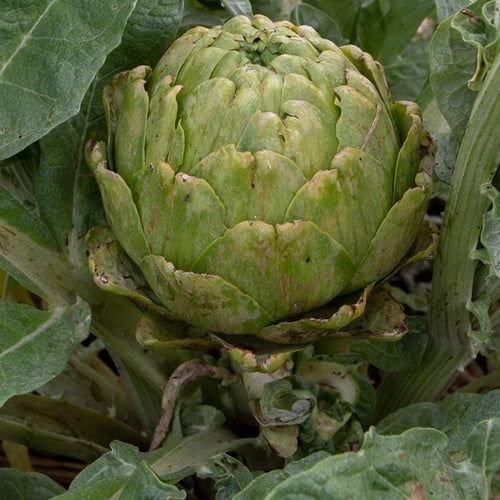 بذور الخرشوف