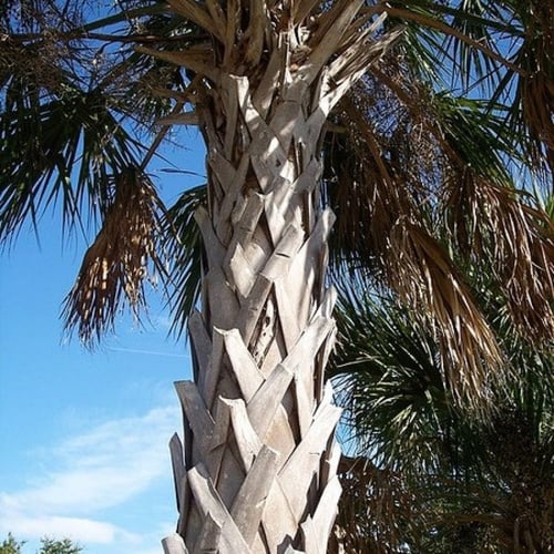 بذور نخيل سابال ذيل الطاؤوس