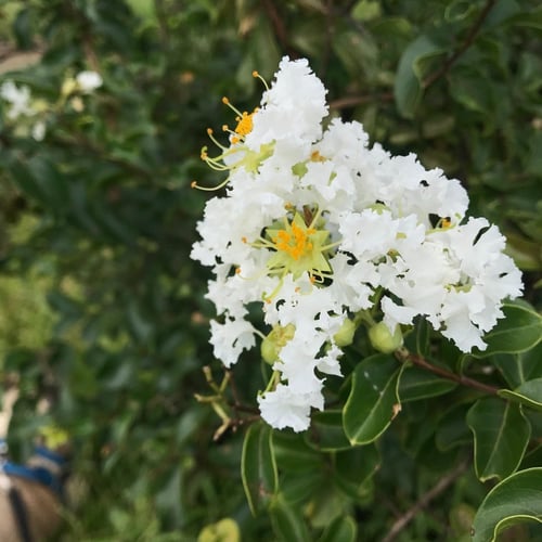 بذور شجرة تمر حنا الأبيض