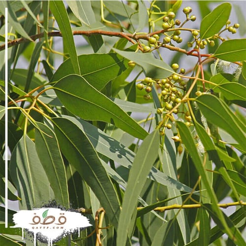 بذور كافور ليموني الأوكالبتوس الكينا