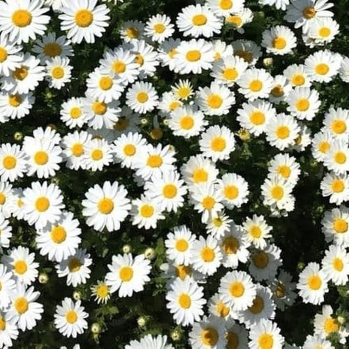 بذور اقحوان المروج