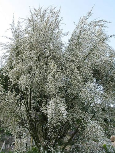 جملة 400 بذرة من شجيرة الرتم