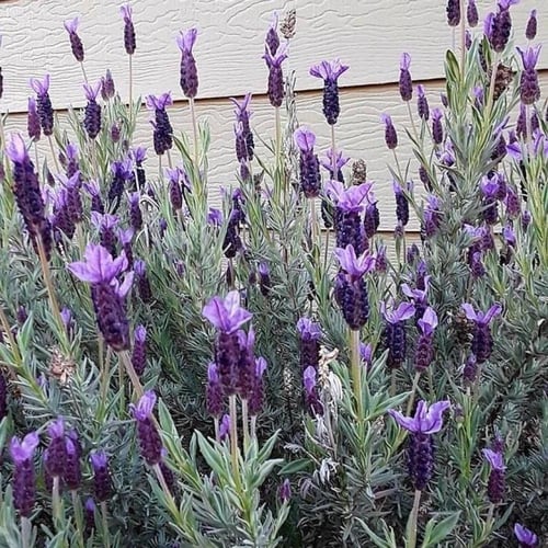 جملة 2000 بذرة من بذور الافندر المغربي الحلحال الم...