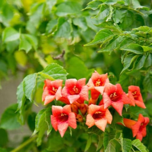 بذور متسلقة زهرة البوق