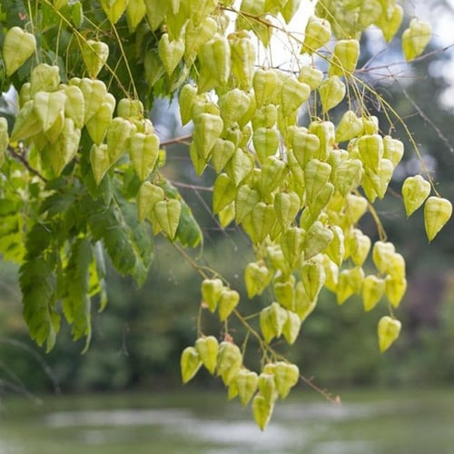 بذور شجرة المطر الذهبية كليروتاريا