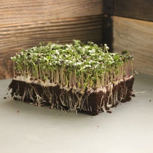 بذور براعم جرجير ميكروجرين