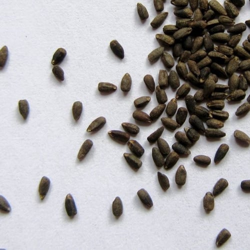 جملة 1000 بذرة من عشبة زوفا للاكل