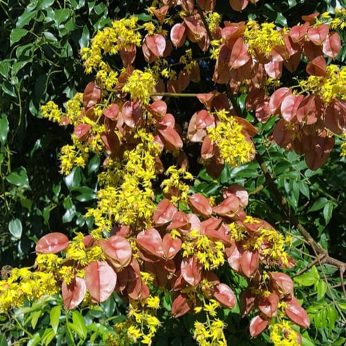 بذور شجرة المطر الذهبية كليروتاريا