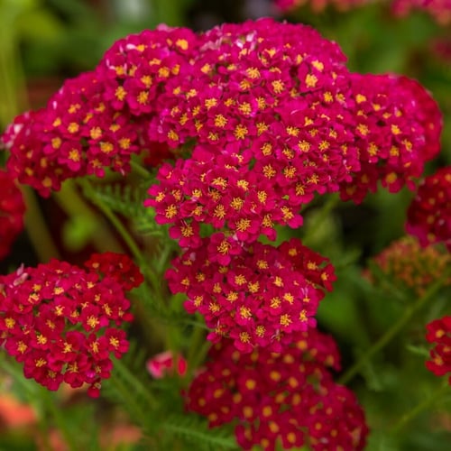 بذور زهور يارو الاحمر العطري