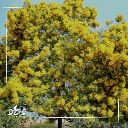 بذور طلح سكلوسبرما