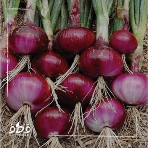 بذور بصل احمر هجين F1