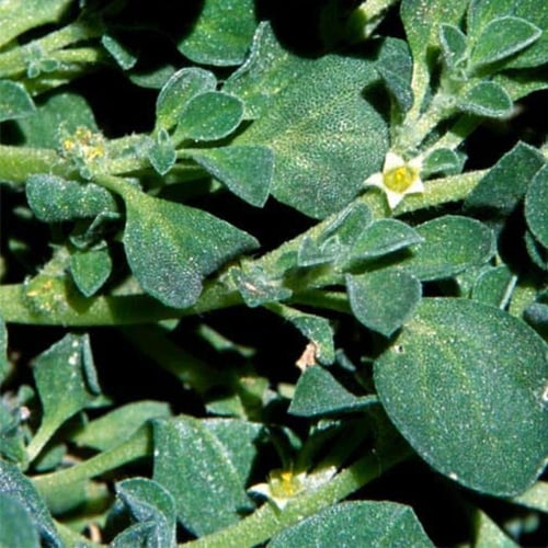 بذور شجيرة الدعاع البرية