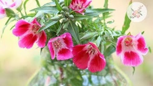 جملة 5000 بذرة من زهرة كلاركيا