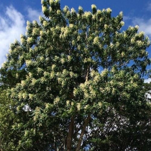 جملة 500 بذرة من بذور شجرة الياسمين ميلينقتونيا ال...