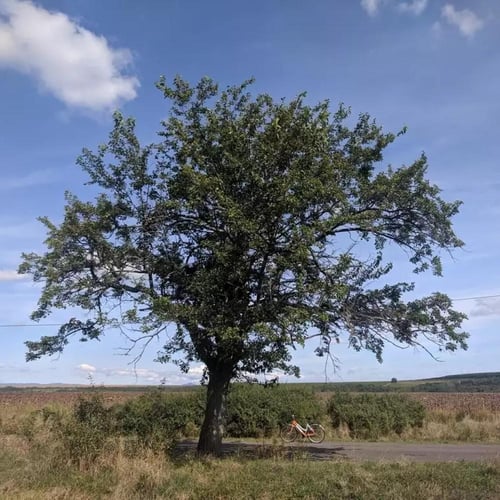 بذور التوت الأبيض الكشميري الحلو