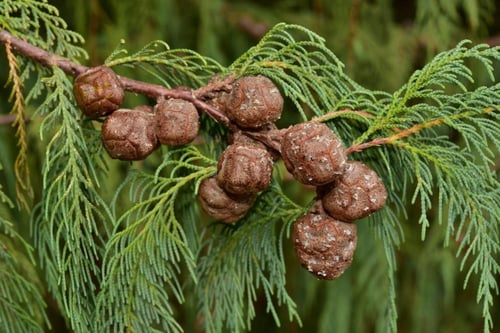 بذور السرو الكشميري