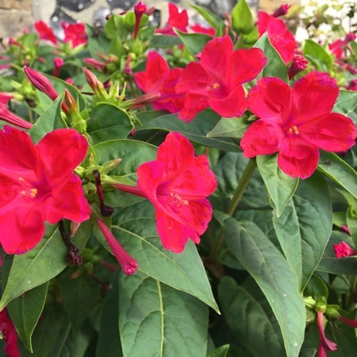 بذور زهرة الساعة الرابعة احمر - شب الليل