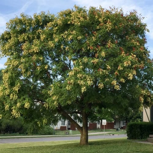بذور شجرة المطر الذهبية كليروتاريا