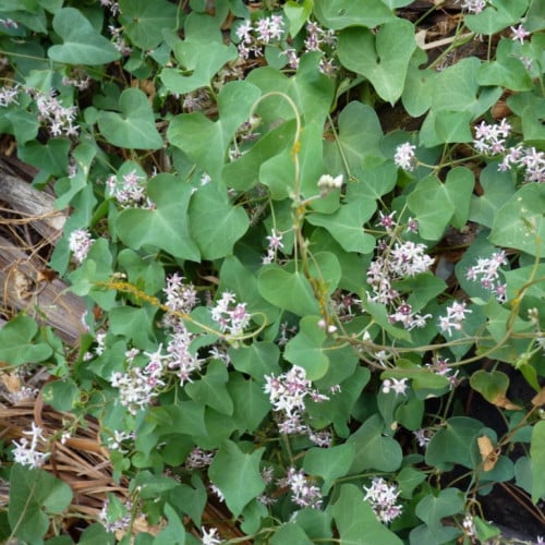 بذور متسلقة المديد