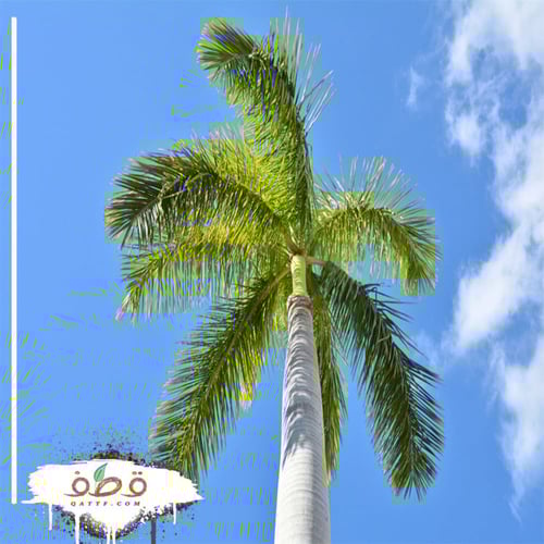 بذور نخيل ملوكي