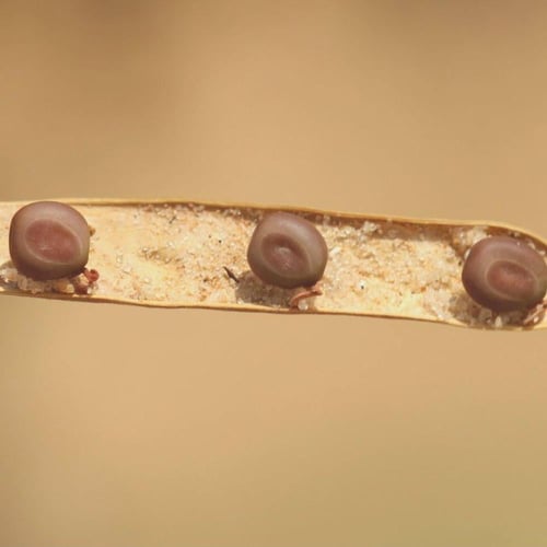 جملة بذور طلح النجدي بالوزن