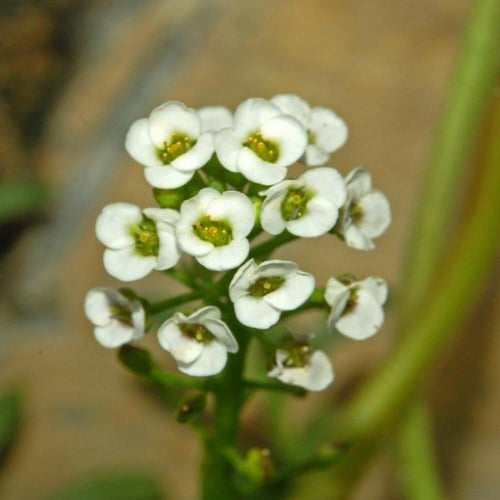 جملة 1000 بذرة من بذور زهور اليسم الابيض زهرة المل...