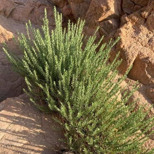 جملة بذور عشبة الحرجل بالوزن