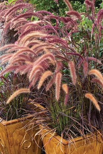 بذور شجيرة النافورة حلفا الحمراء