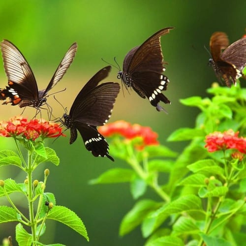 بذور لانتانا كمارا زهرة مينا