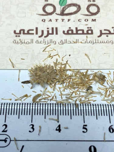 بذور العرار عرار نجد البري