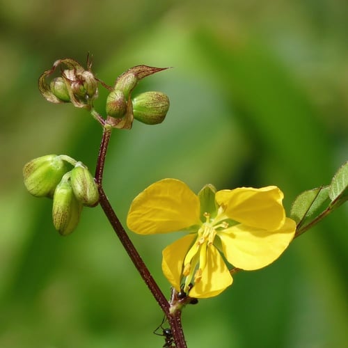 بذور كاسيا اوكدنتاليس سنا القهوة